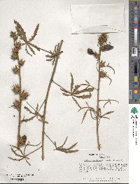 Hibiscus cannabinus image