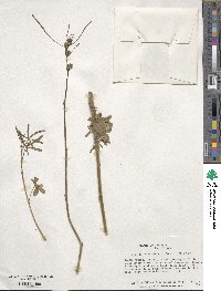 Hibiscus cannabinus image