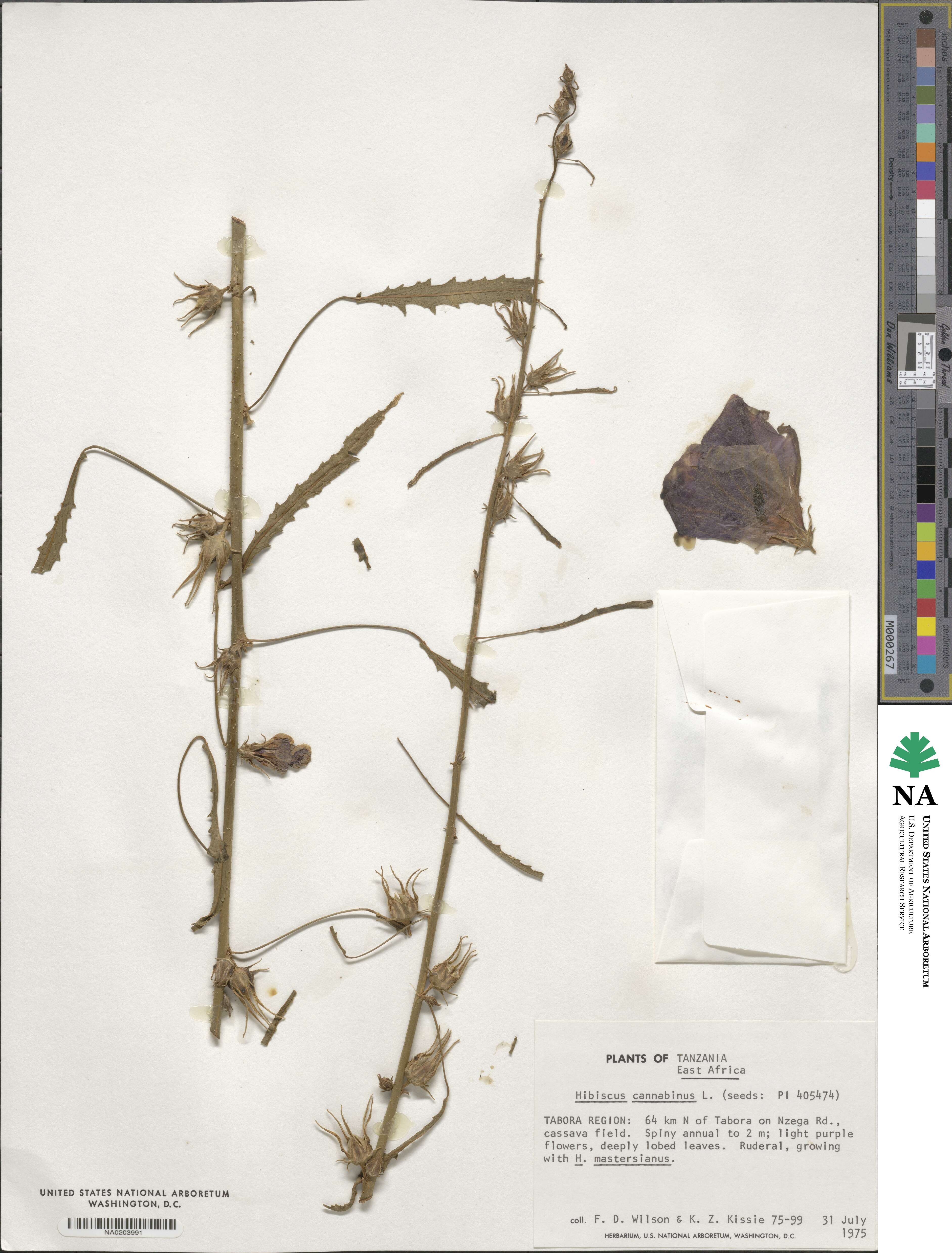 Hibiscus cannabinus image