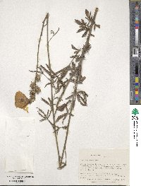 Hibiscus cannabinus image