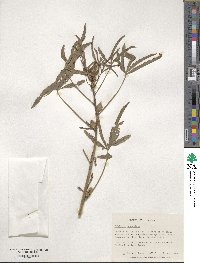 Hibiscus cannabinus image