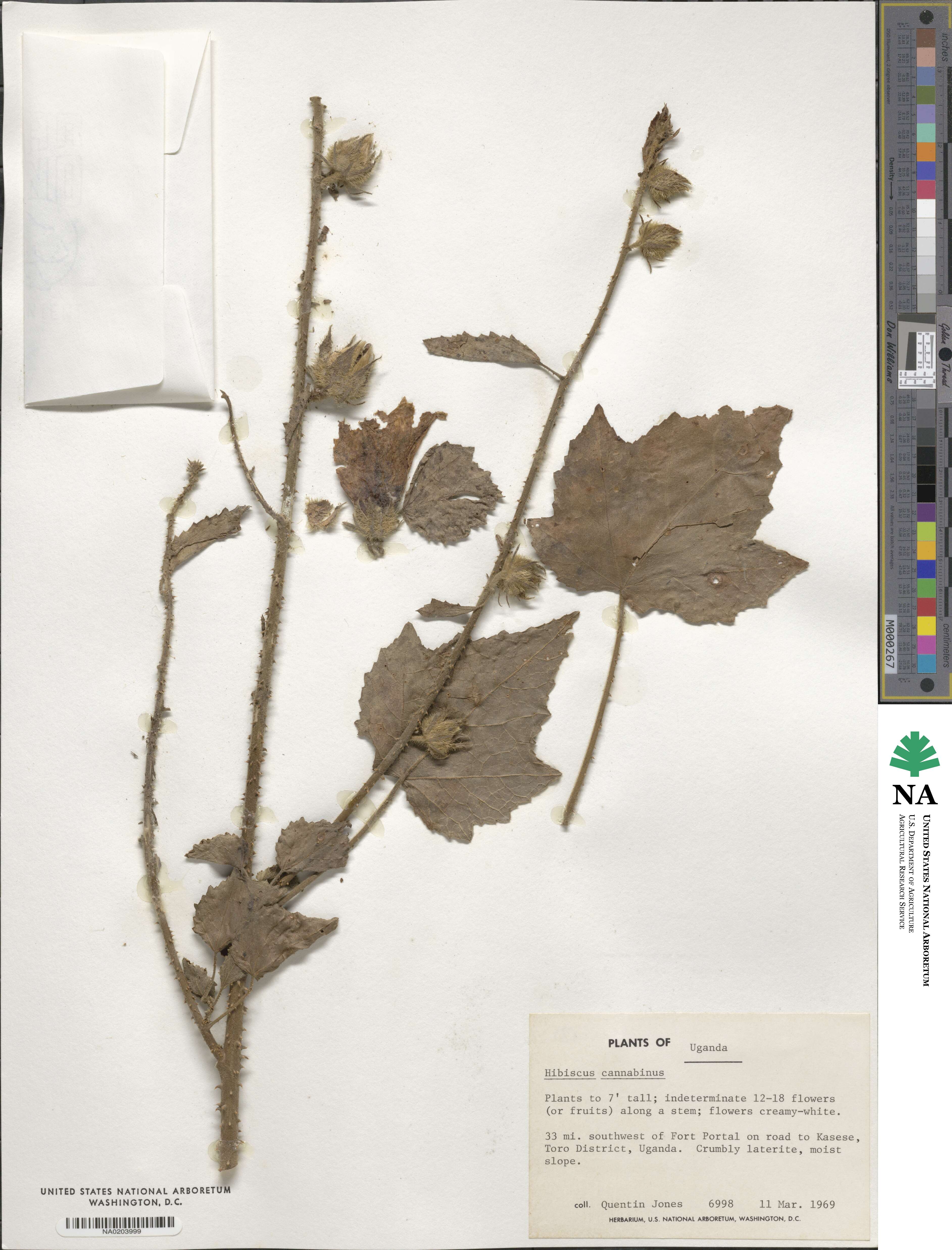 Hibiscus cannabinus image