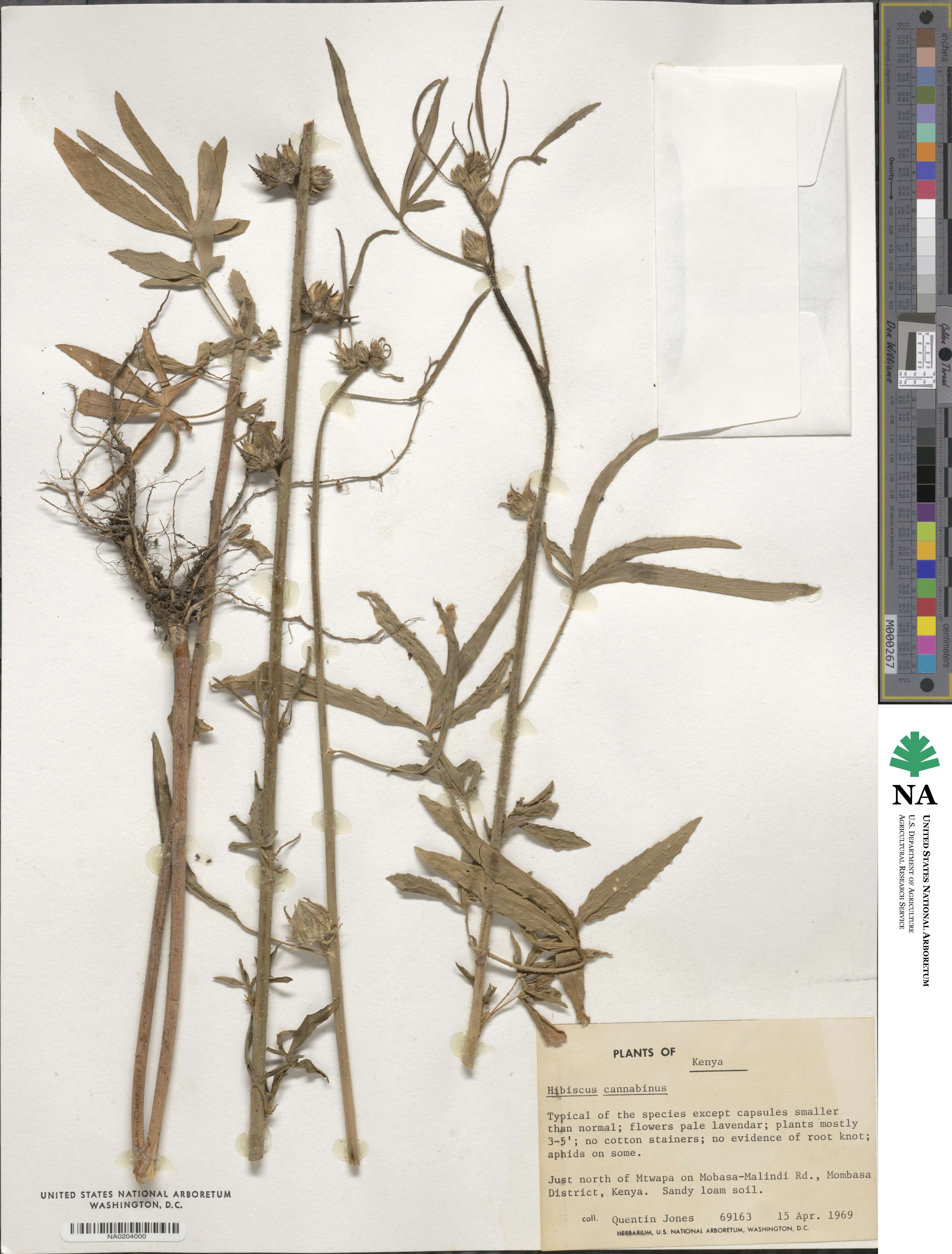Hibiscus cannabinus image
