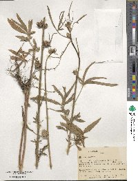 Hibiscus cannabinus image