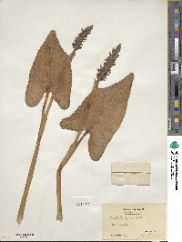 Pontederia cordata image