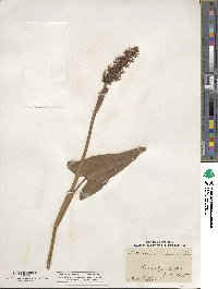 Pontederia cordata image