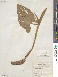 Pontederia cordata image