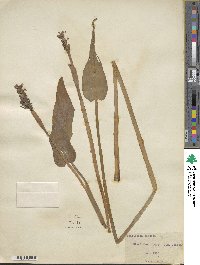 Pontederia cordata image