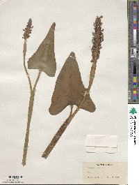 Pontederia cordata image