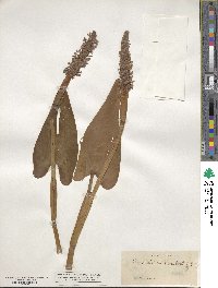 Pontederia cordata image