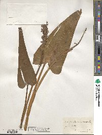 Pontederia cordata image