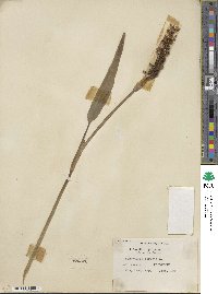 Pontederia cordata image