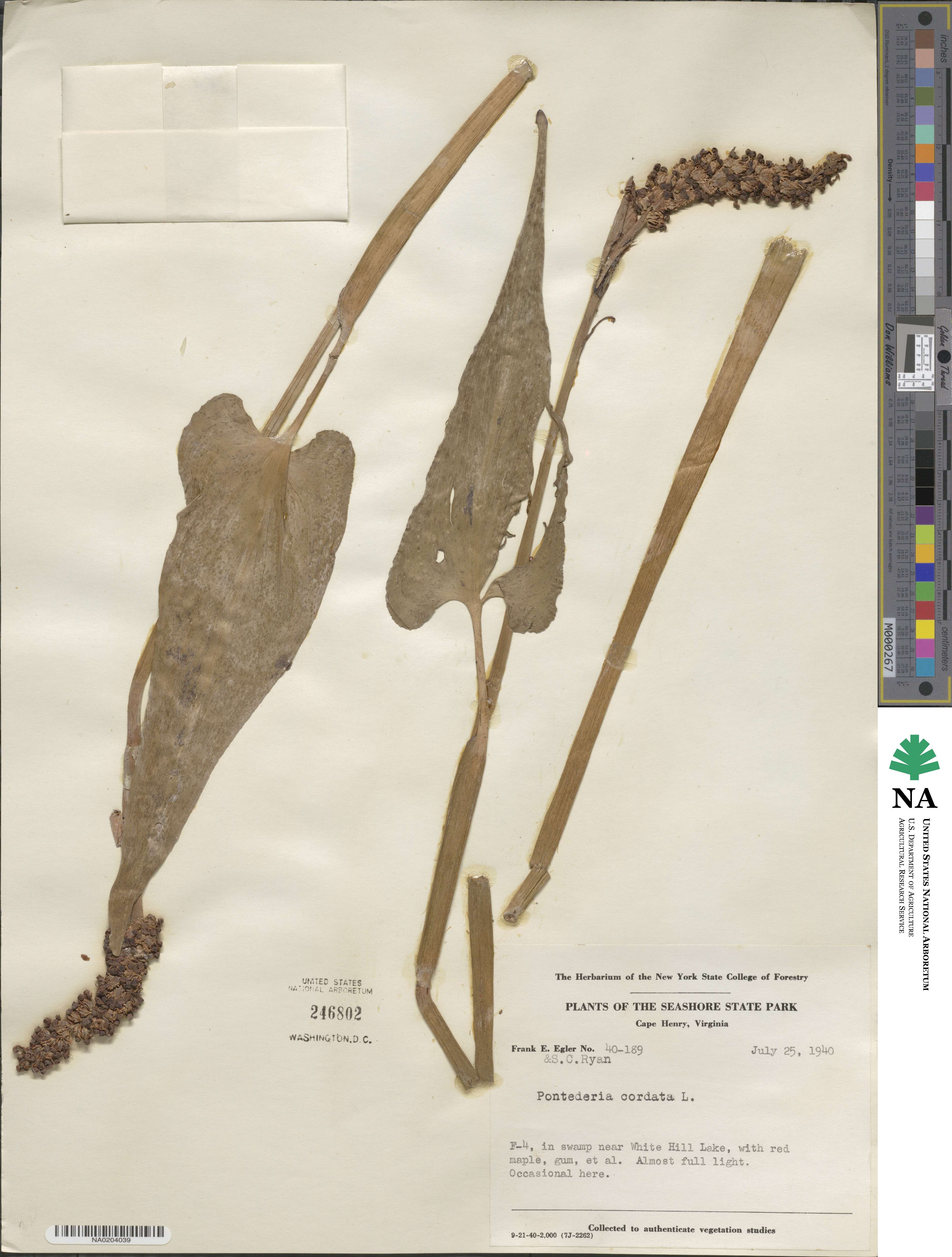 Pontederia cordata image