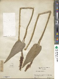 Pontederia cordata image