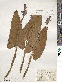 Pontederia cordata image