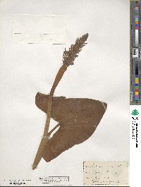 Pontederia cordata image