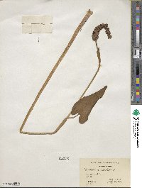 Pontederia cordata image