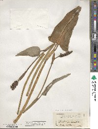 Pontederia cordata image