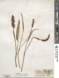 Pontederia cordata image