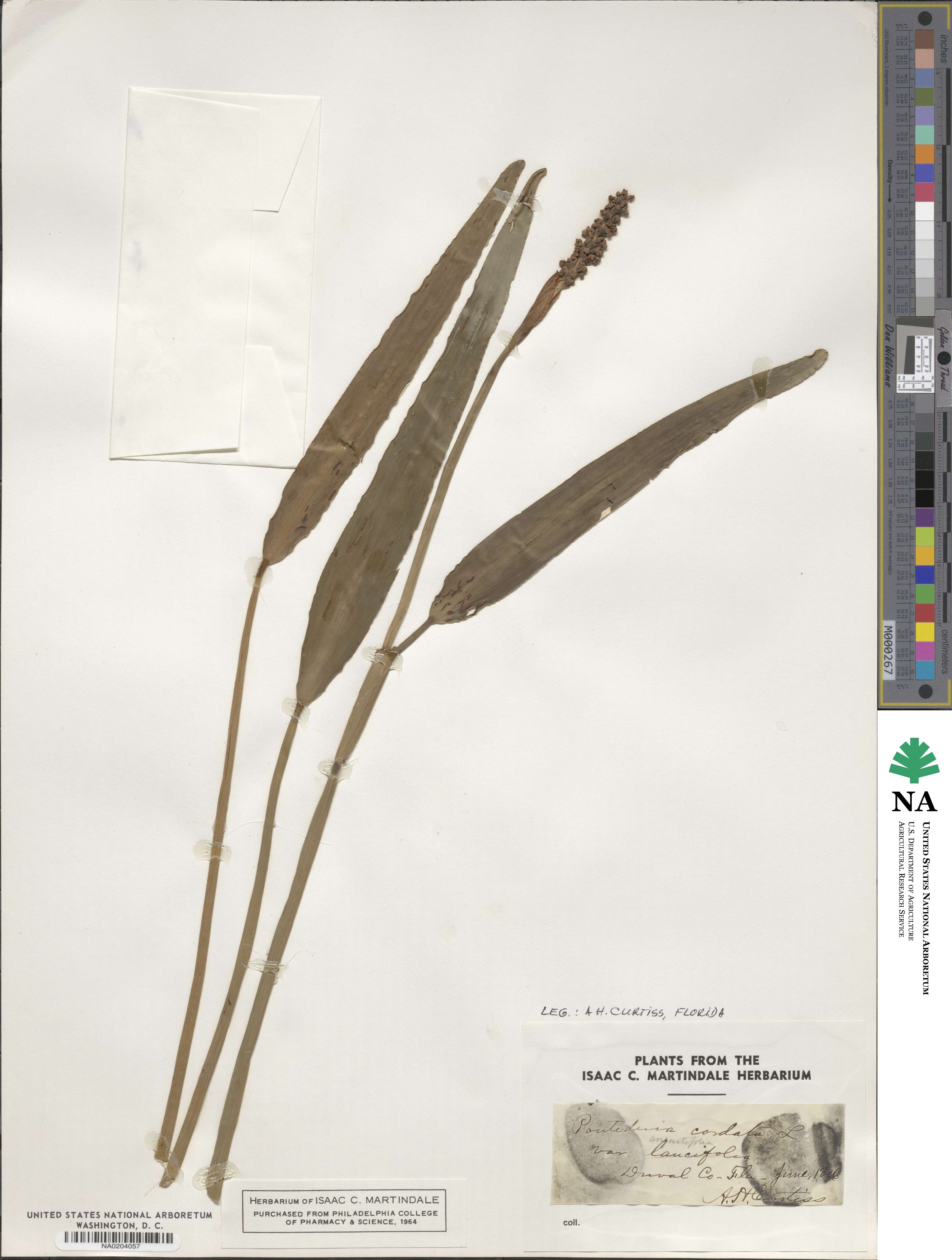 Pontederia cordata image