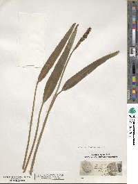 Pontederia cordata image