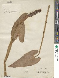 Pontederia cordata image