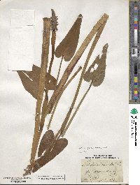 Pontederia cordata image