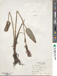 Pontederia cordata image