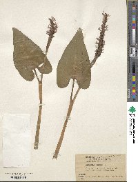 Pontederia cordata image