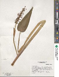 Pontederia cordata image