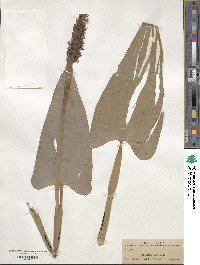 Pontederia cordata image