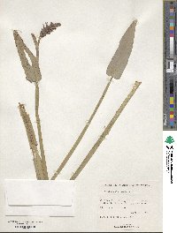 Pontederia cordata image