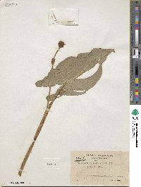 Pontederia cordata image