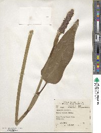 Pontederia cordata image