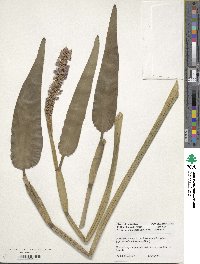 Pontederia cordata image