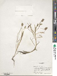 Heteranthera limosa image