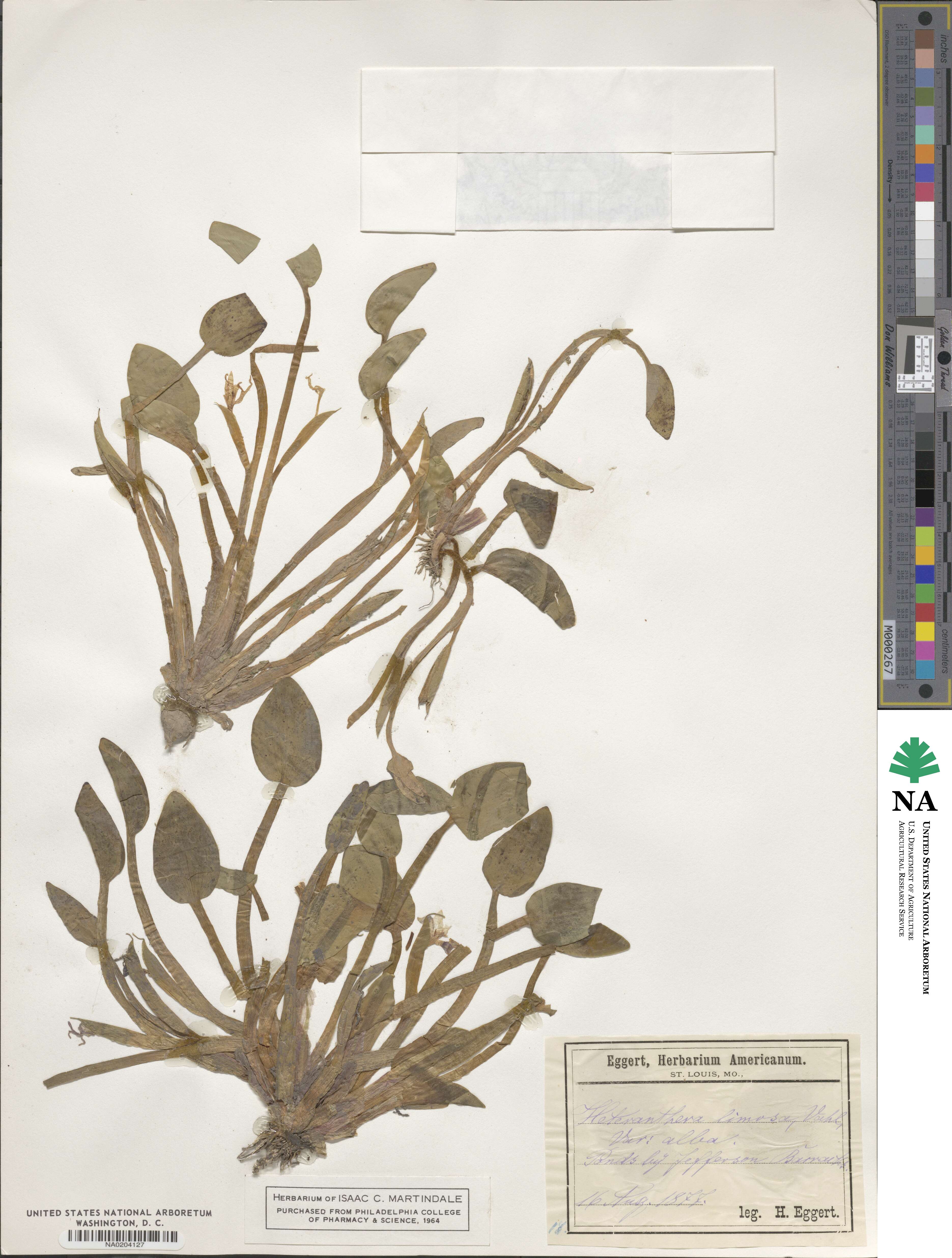 Heteranthera limosa image