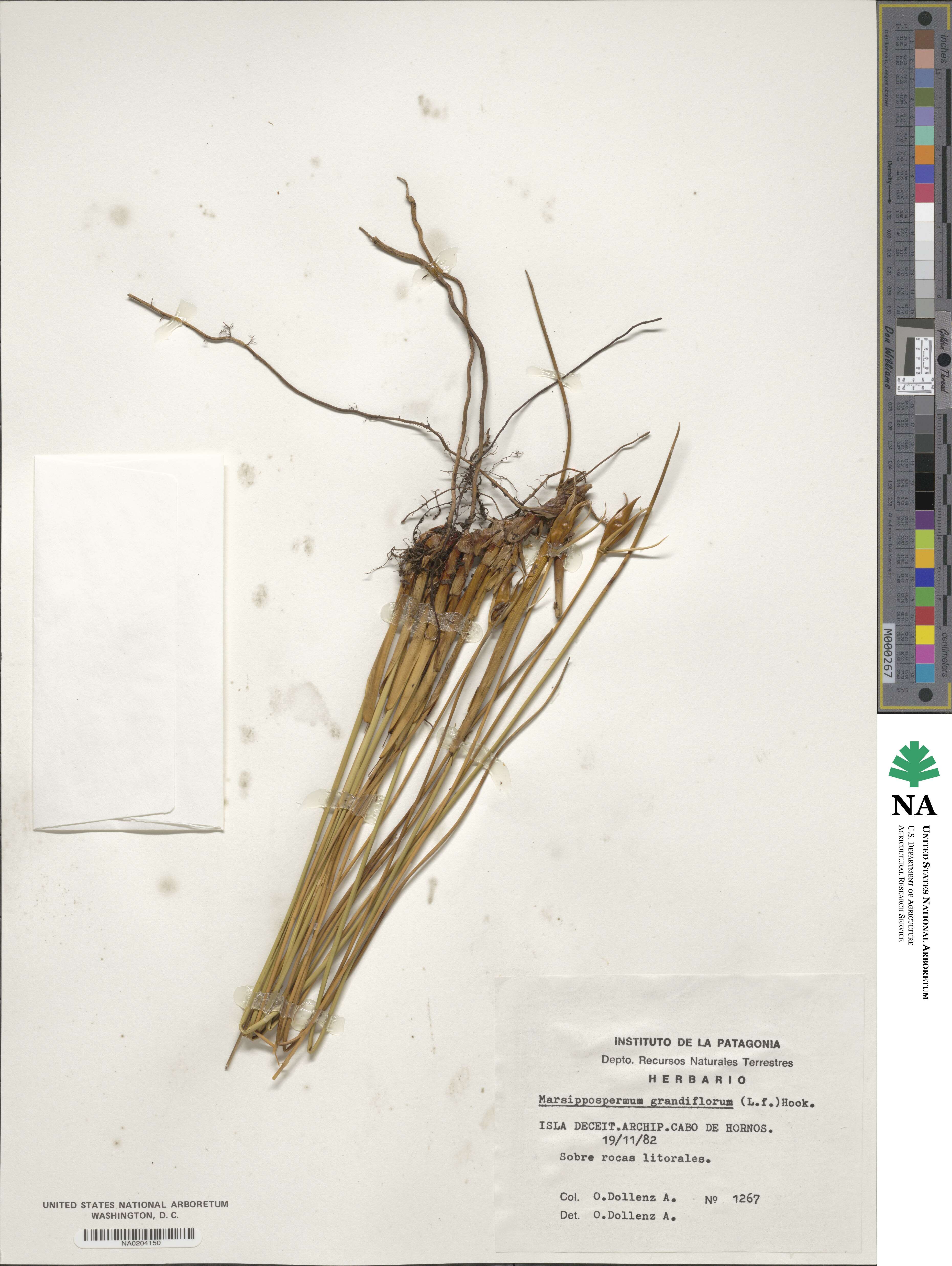 Marsippospermum grandiflorum image