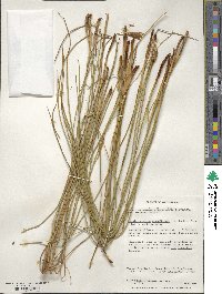 Marsippospermum grandiflorum image