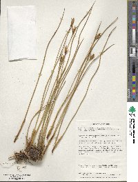 Marsippospermum grandiflorum image