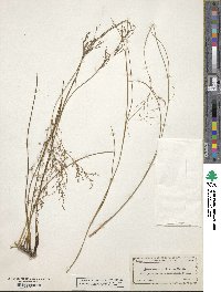 Juncus abortivus image