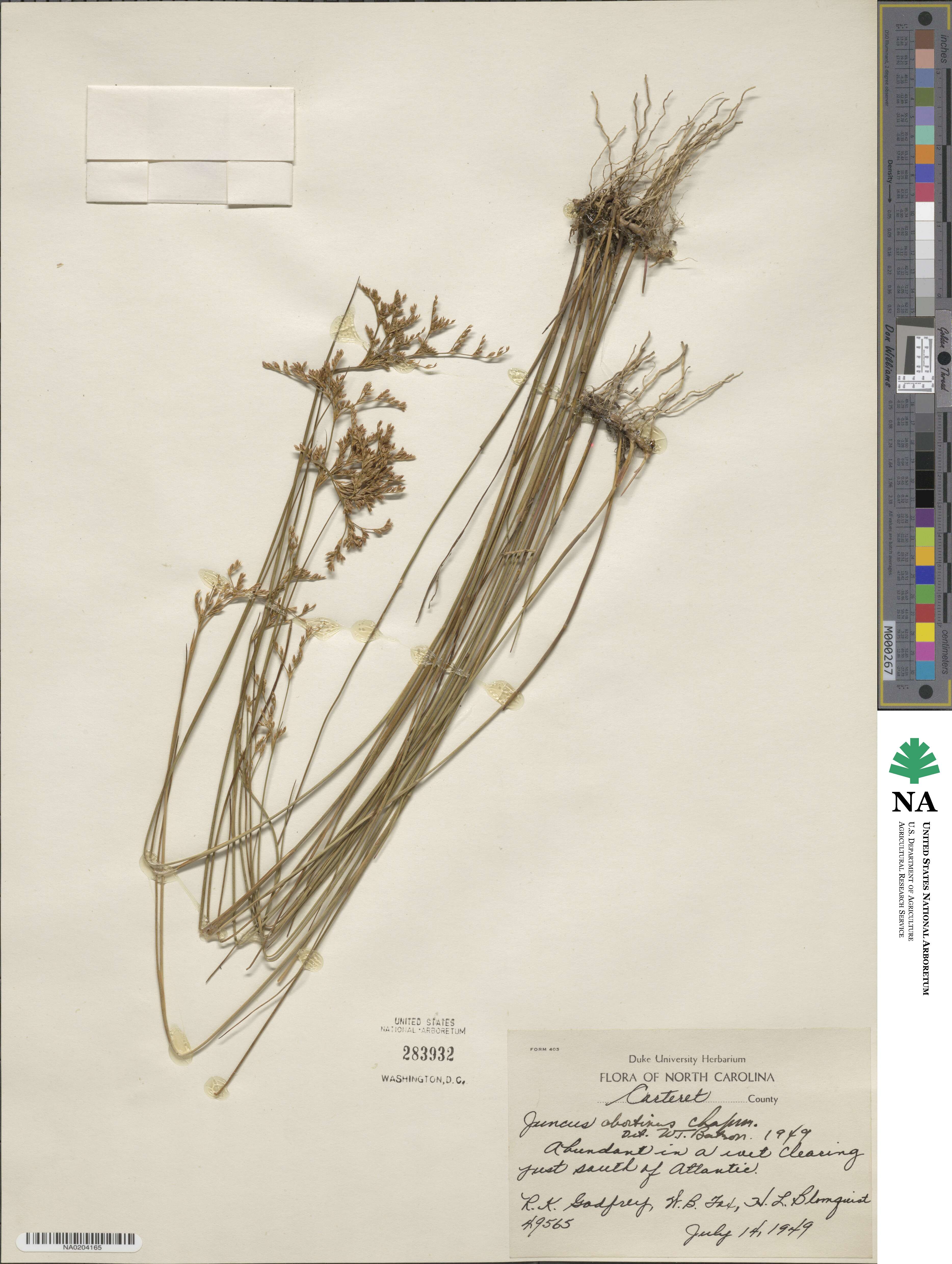 Juncus abortivus image