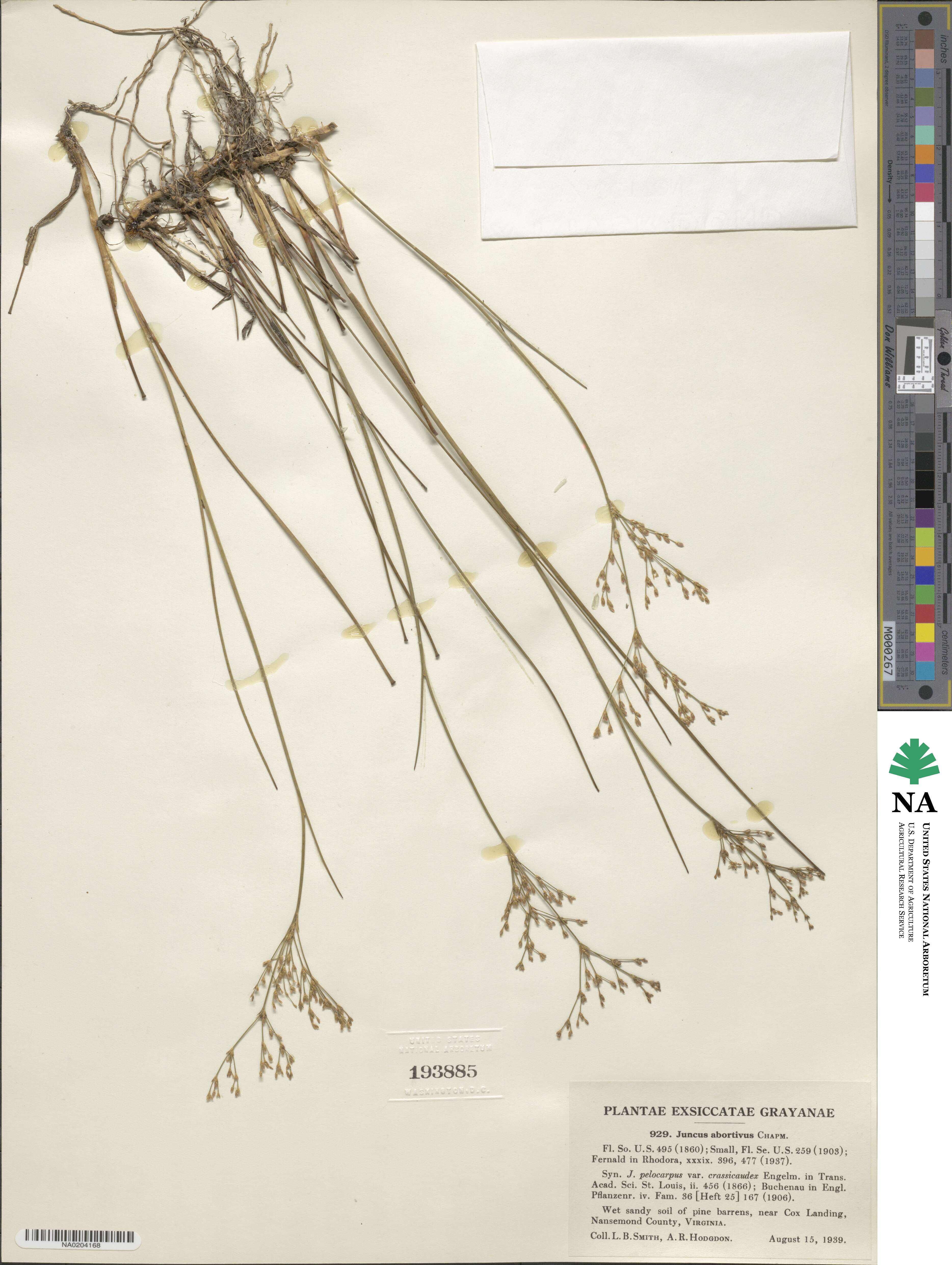 Juncus abortivus image