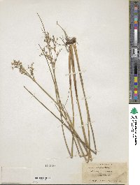 Juncus acuminatus image