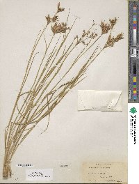 Juncus acuminatus image