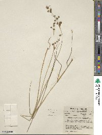 Juncus acuminatus image