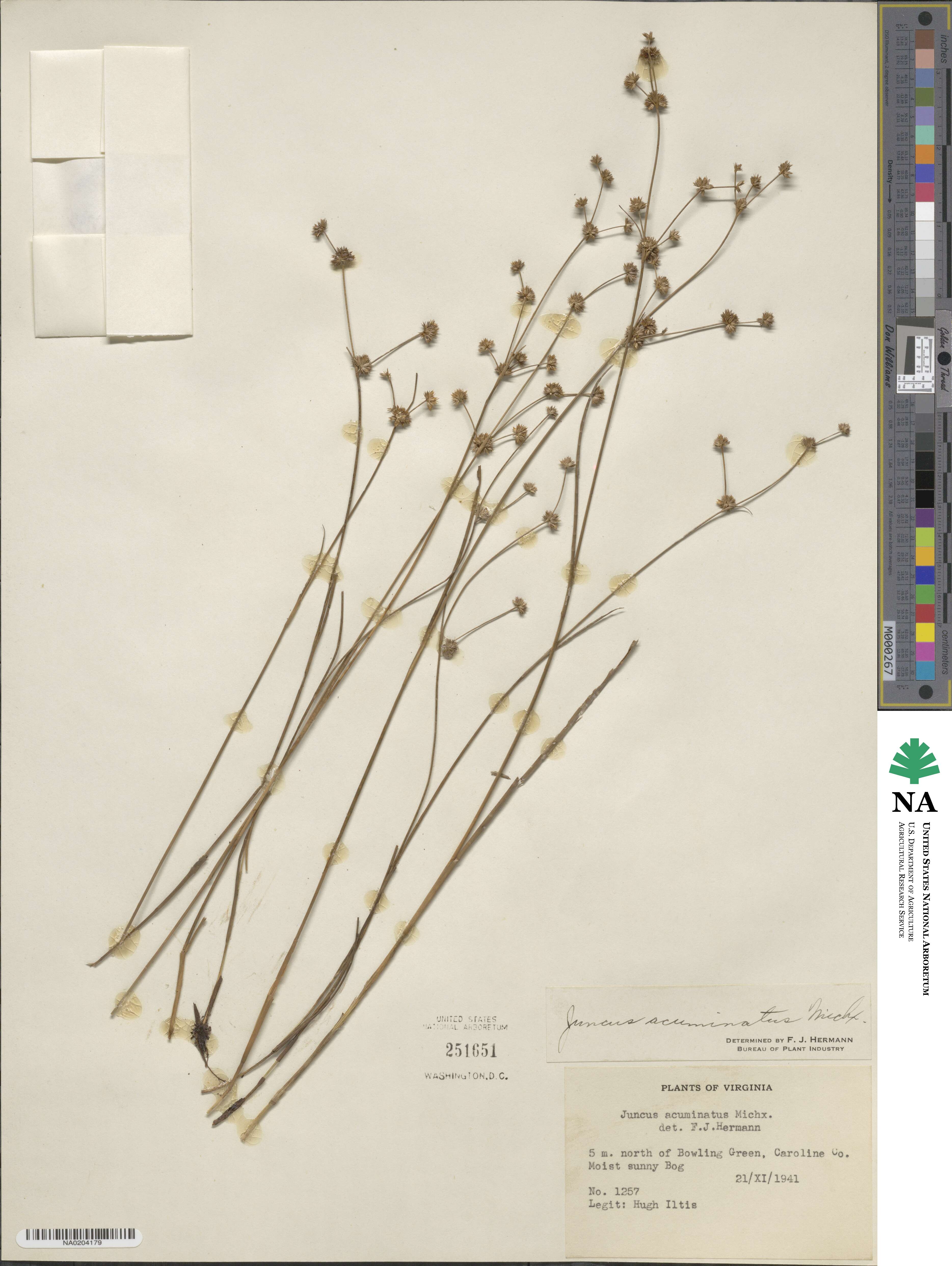 Juncus acuminatus image