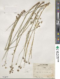 Juncus acuminatus image