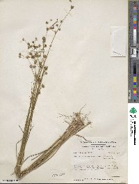 Juncus acuminatus image