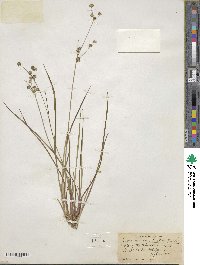 Juncus acuminatus image